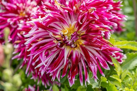 Dahlia
