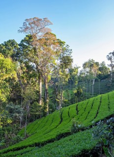 Tea plantation with trees