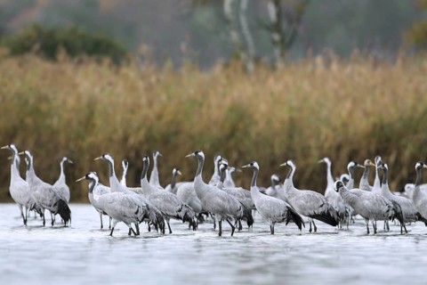 Flock of common cranes