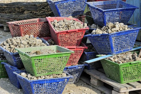 Plastic baskets with oysters of oyster farm at la Baudissiere near Dolus
