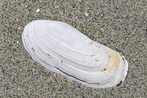 Narrow otter clam