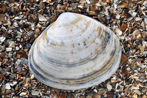 Rayed trough shell