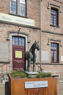 Belgian Draught Horse