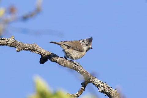 European crested tit