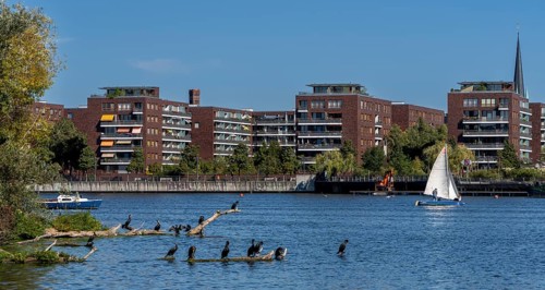 Herons in the Rummelsburg Bay with the residential houses on the Rummelsburg shore
