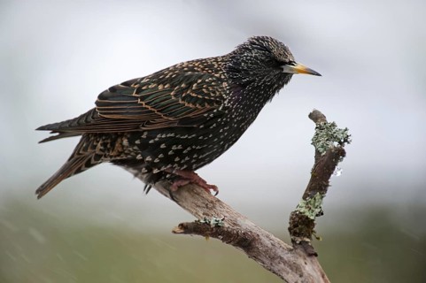Common Starling