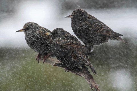 Common Starlings