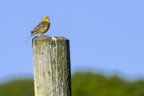 Male yellowhammer