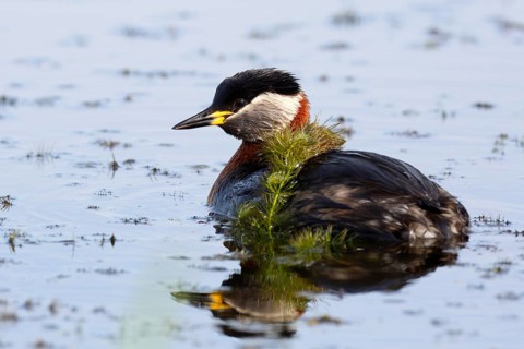 Red-necked grebe