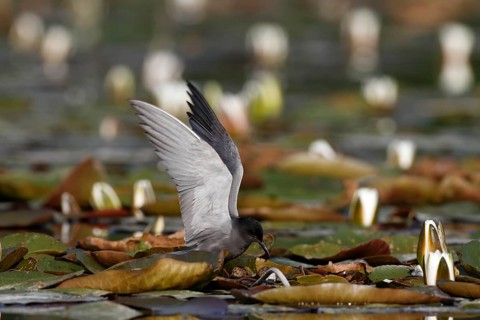 Black Tern
