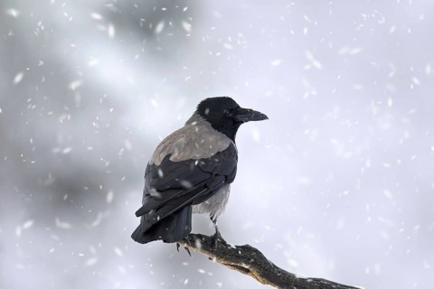Hooded crow