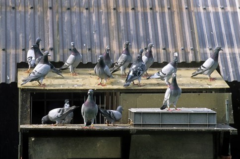 Homing pigeons