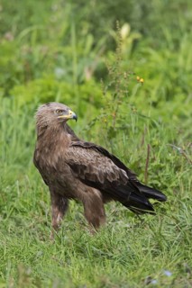 Lesser spotted eagle