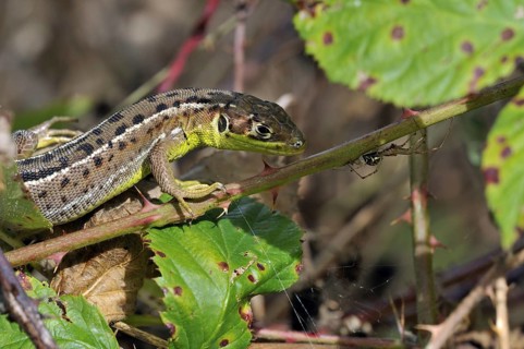 Western green lizard