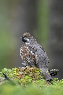 Hazel grouse