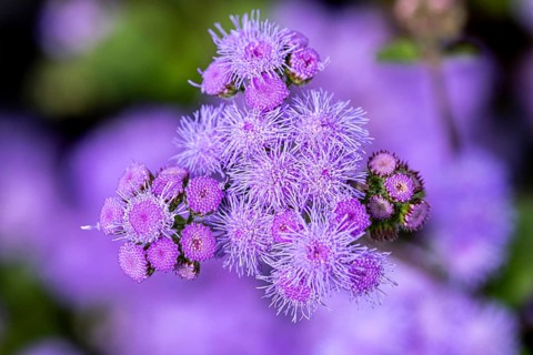 Flossflower