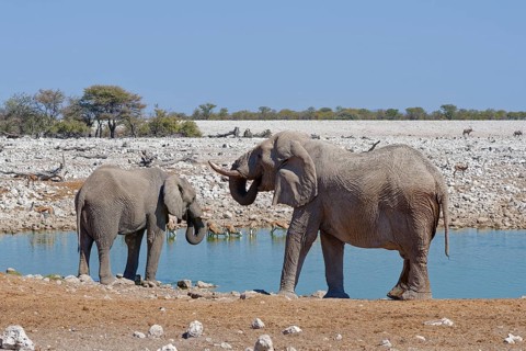 African bush elephants