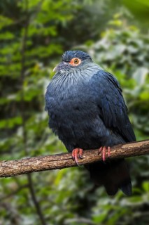 Madagascan blue pigeon