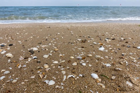 Complete and fragmented shells washed ashore on swash