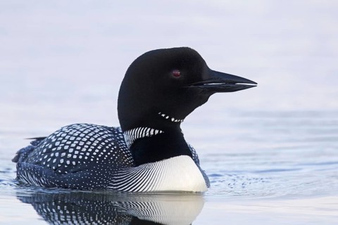 Common loon