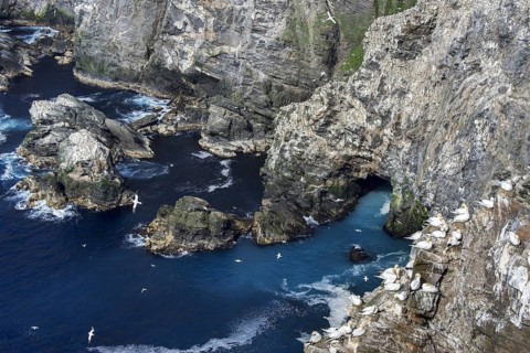 Spectacular coastline with Northern gannet
