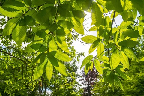 Sweet chestnut