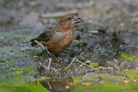 Red crossbill
