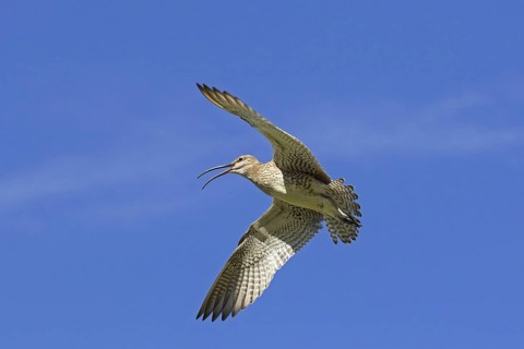 Eurasian whimbrel