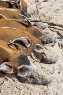 Close up of red river hogs