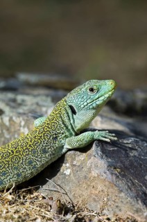 Close up of sunning Ocellated lizard