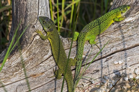 Male and female Western green lizards