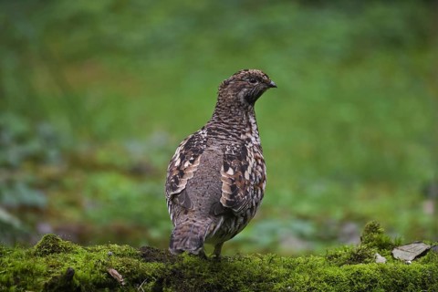Hazel grouse
