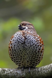 Hazel grouse