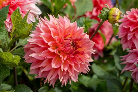 Decorative dahlia