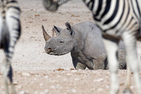 Black rhinoceros