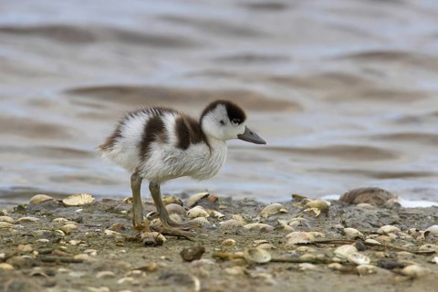 Common shelduck