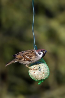 Eurasian tree sparrow