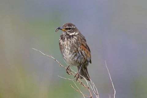 Redwing