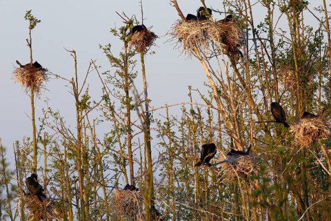 Great cormorant