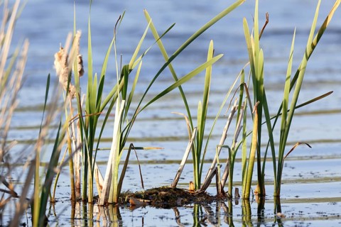 Red-necked grebe