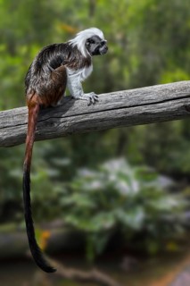 Cotton-top tamarin