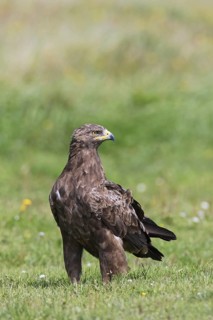 Lesser spotted eagle