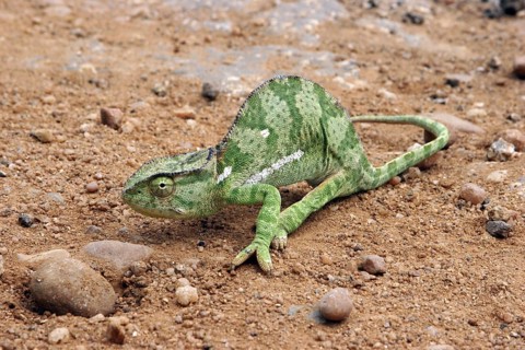 Green coloured flap-necked chameleon