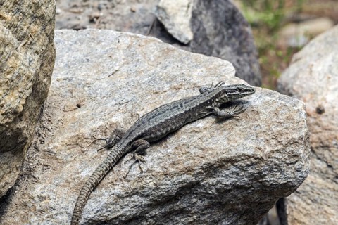 Common wall lizard