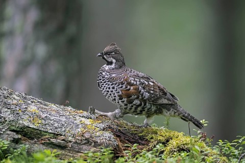 Hazel grouse