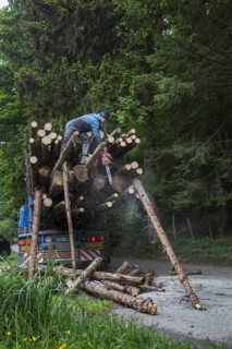 Forester cutting too long logs with chainsaw after loading felled tree trunks on logging truck in forest