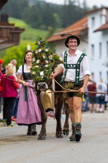 Alpine herdsman leading wreathed cow