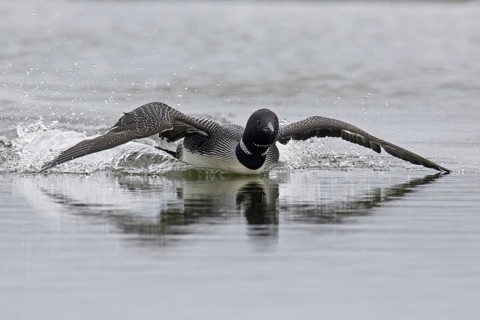 Common loon