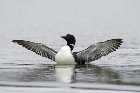 Common loon