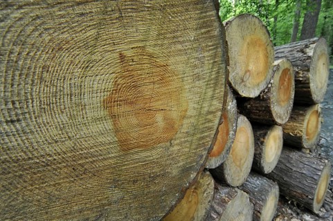 Woodpile of cut timber from logging industry showing annual growth rings